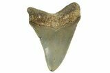 Serrated, Fossil Megalodon Tooth - North Carolina #363704-1